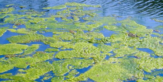 MACRO Mixed Algae Conversion Research Opportunity