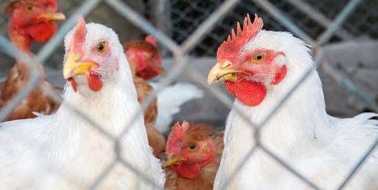 USDA FSIS Salmonella Chicken Products Adulterant