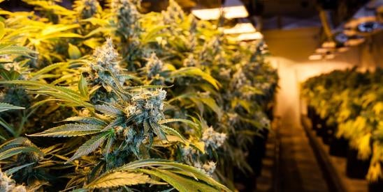 DEA Marijuana Reschedule Steps
