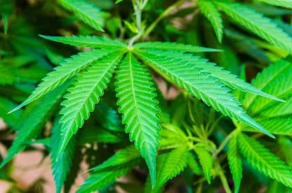 Federal Weed Legalization