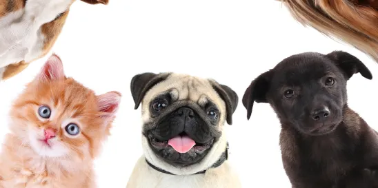 dog food pet food animal supplements