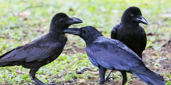 raven Edgar Allan Poe compliance whistleblowers