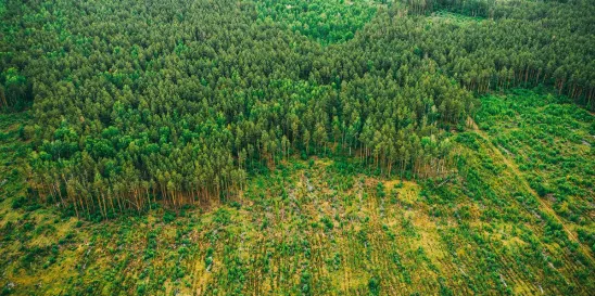 European Union New Deforestation Regulation