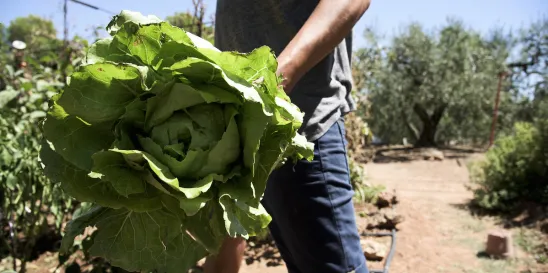 Leafy Green STEC Action Plan