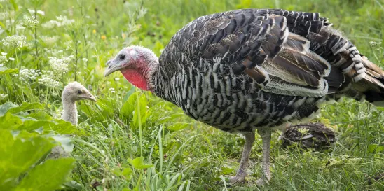 New Share Repurchase Rule Delayed Biden pardons turkeys