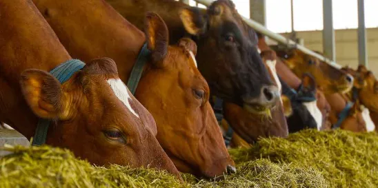 House of Representatives Innovative FEED Act animal food
