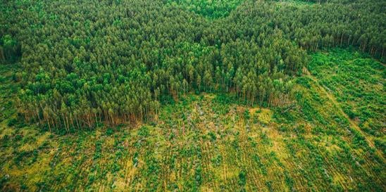 UK Deforestation Financial Crimes Toolkit