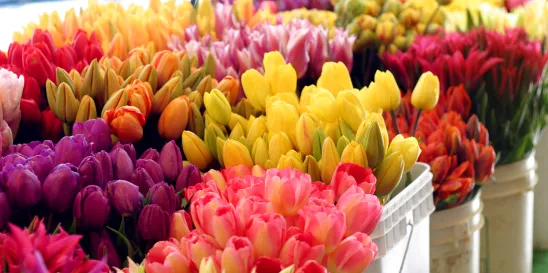 FLOWERS FOR ALL TRADEMARK DEEMED DISTINCTIVE