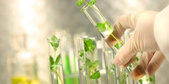 USDA Plant Genetic Modifications