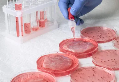 lab grown meat FL legislature bill DeSantis governor