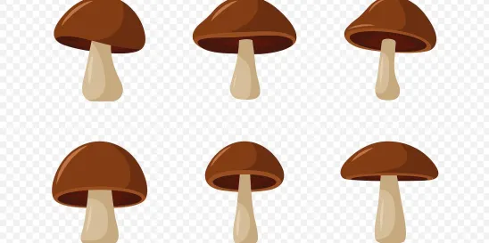 Psilocybin Recent Medical Research and Legal Battles