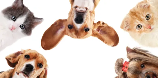 Estate Planning for Pets