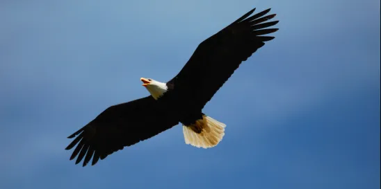 Incidental Take of Eagles from FWS