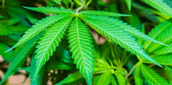 Implications of Cannabis Rescheduling Under Controlled Substances Act