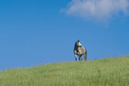 N.C. : Does My Horse Need To Be In My Will