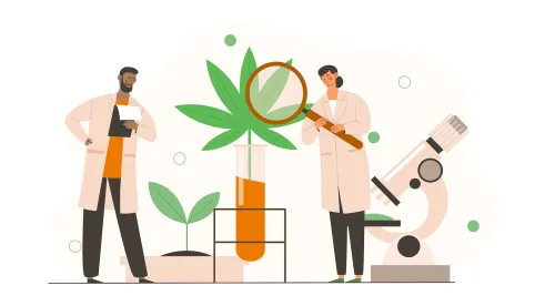 Alabama senate action on medical cannabis licensing program