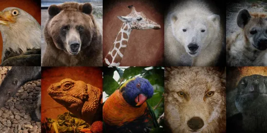 Biden Administration Endangered Species Act Regulations