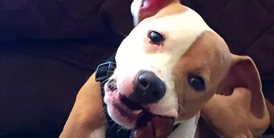 New Jersey Dog Bite Recovery personal injury law