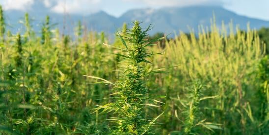 State attorneys general clarification on hemp product prohibition