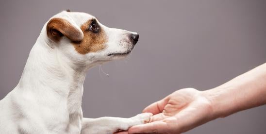 Rabies Vaccine Age Requirement Dogs Into US