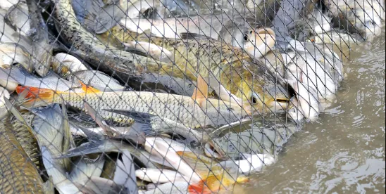 FWS, NMFS issues rules on endangered, threatened species