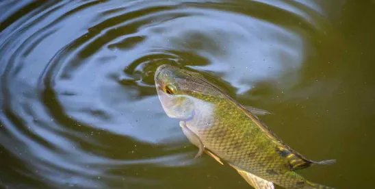 EPA and Corps Extends Clean Water Acts Reach