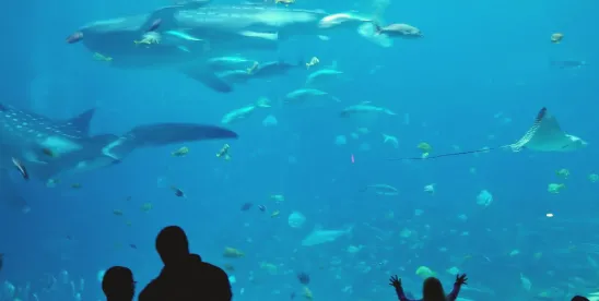 Aquarium Supply Website CIPA Claims