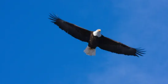New Jersey Endangered NonGame Species List Update