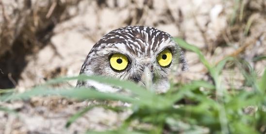 California burrowing owl protection
