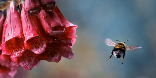 Honey Bee Vaccines Support a More Sustainable Future