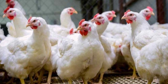 USDA proposes salmonella raw poultry rule