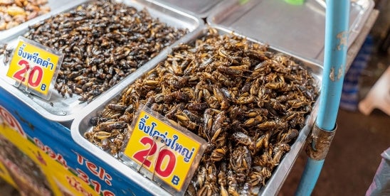 Requirements to Export Insects for Food Consumption In Singapore