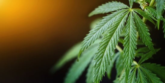 Mississippi AG Questions Legality of Hemp Beverages