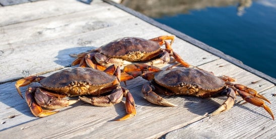 California designates dungeness crab state crustacean