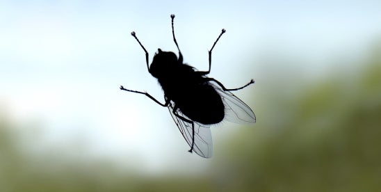 CA Wins Battle Against Invasive Fruit Flies, Protecting Key Crops