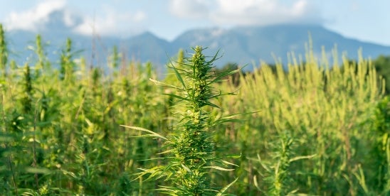 California's Emergency Hemp Regulations Spark Controversy Over Bans & Federal Preemption