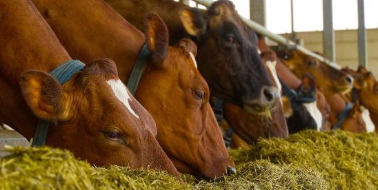 FDA animal feed ingredient enforcement policy