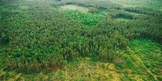 Reviewing North Carolina fallen tree negligence laws