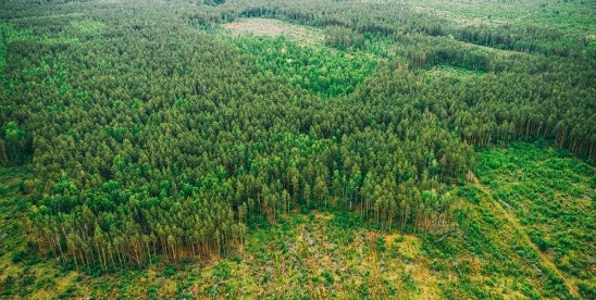 Reviewing North Carolina fallen tree negligence laws