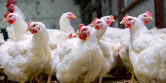 FSIS extends salmonella comment period on Chicken Council request