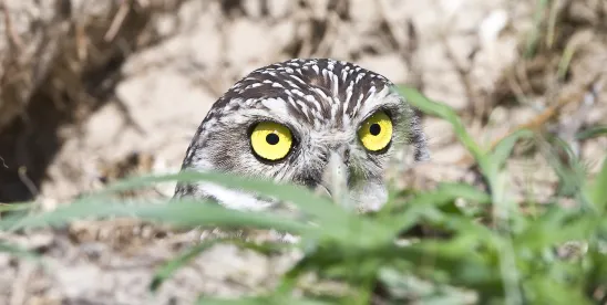 Burrowing Owls “Candidate” Species Protection