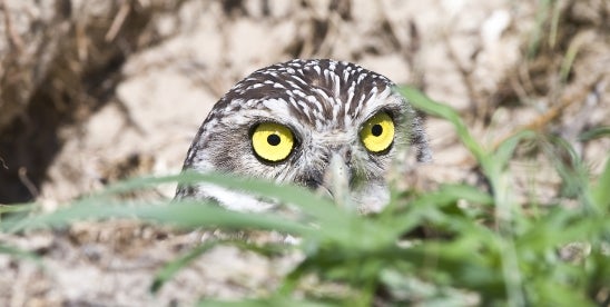 Burrowing Owls “Candidate” Species Protection