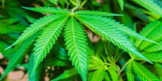 MI Prohibits Sale of Illegal Marijuana