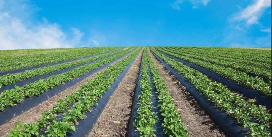 Nanomaterials in Agriculture: EU Study Recommends Updates