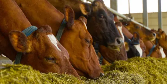 AAFCO Seeks Input on New Common Food Index Additions for Animal Feed