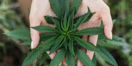 Occupational Safety and Health Act Focus on Cannabis Facilities