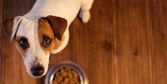 New York City Bill Proposes Paid Sick Leave For Pet Care