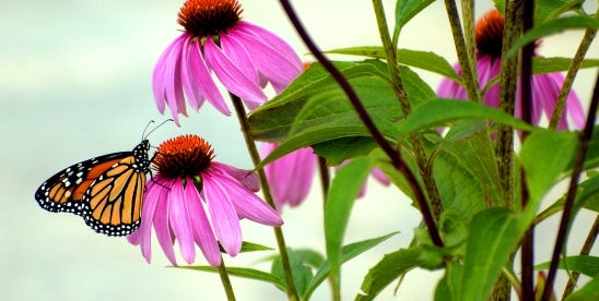 Monarch Butterfly Threatened Species