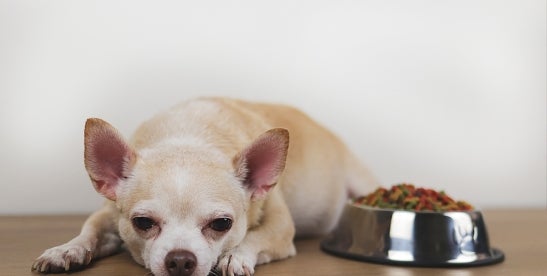 China Updates Draft Measures for Imported Pet Food Safety China Updates Draft Measures for Imported Pet Food Safety