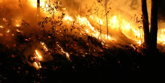 Insurance Claims for Los Angeles Wildfires
